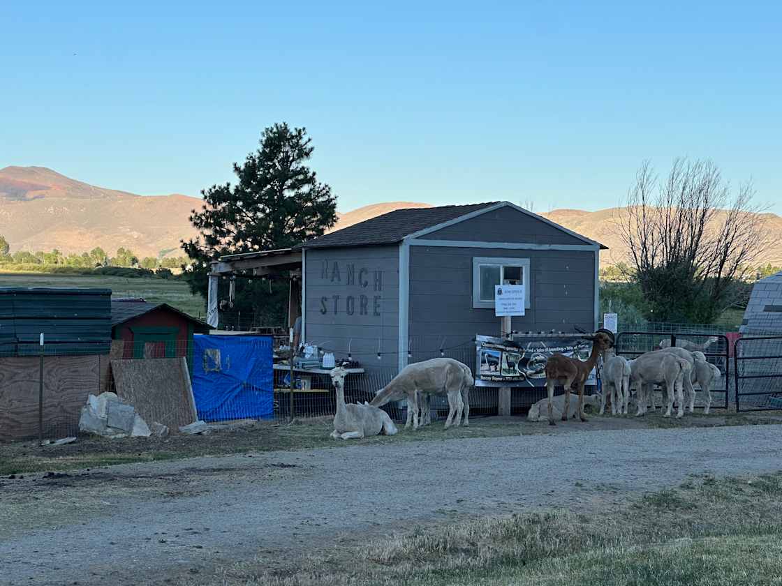 Ranch store with some of their alpacas 