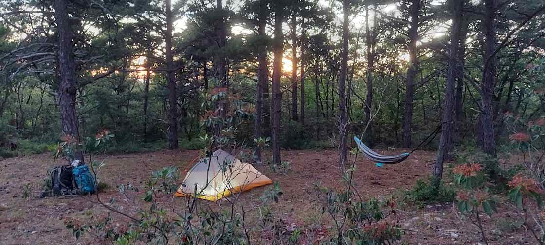 Tent and hammock set under the shade of the pines at sunset.