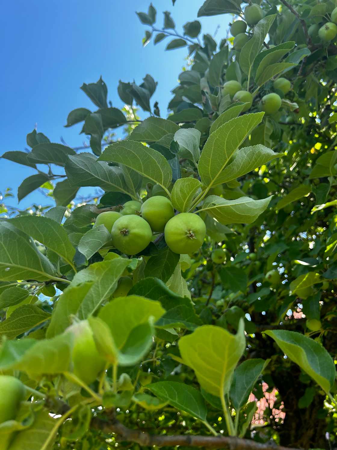 The apples in mid-July are still tiny, but promising! 