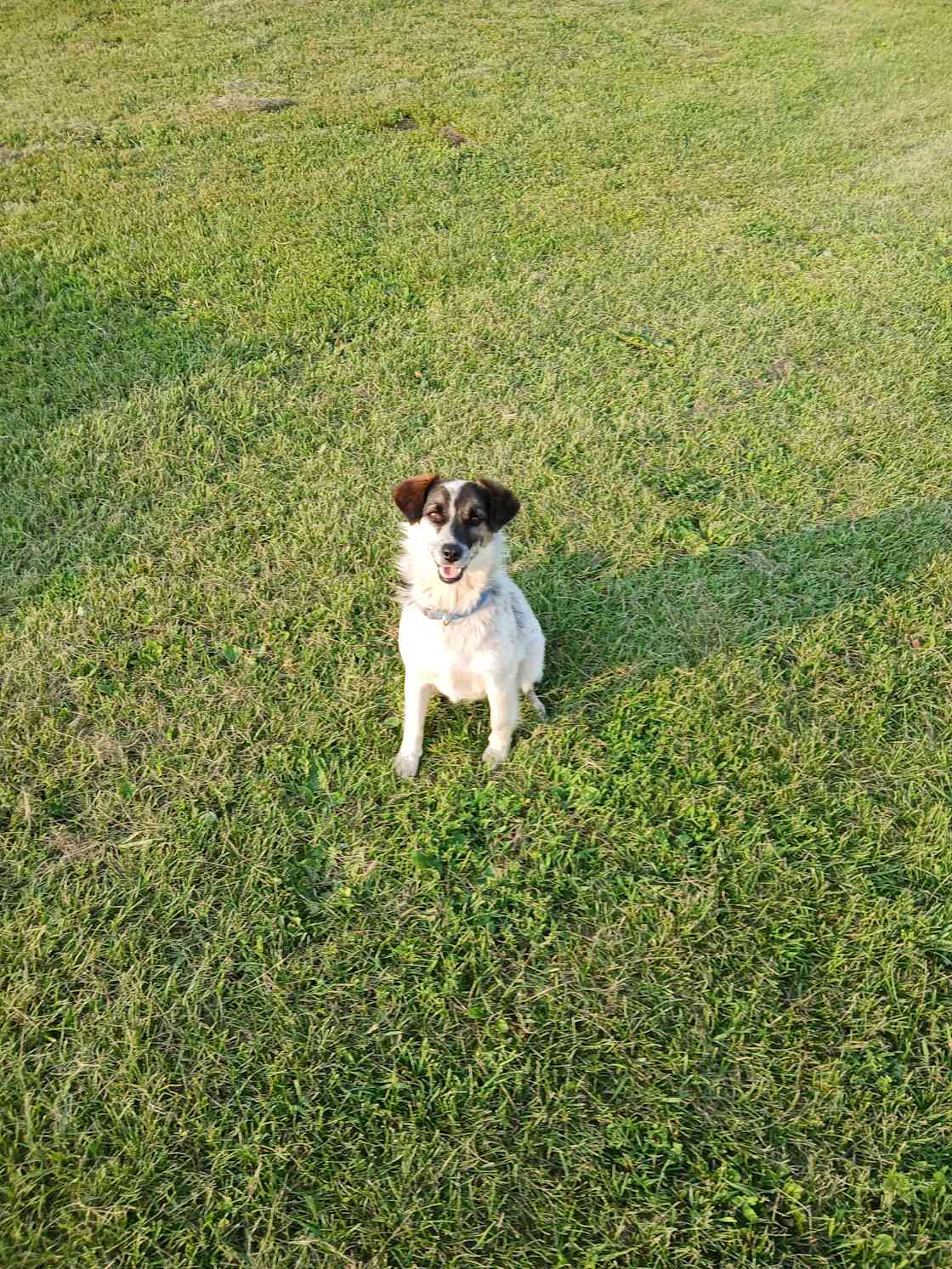 This is Spot, he is our farm dog. He's a small terrier mix. He's very friendly, good with people and pets.  He roams free during the day and put away at night. 