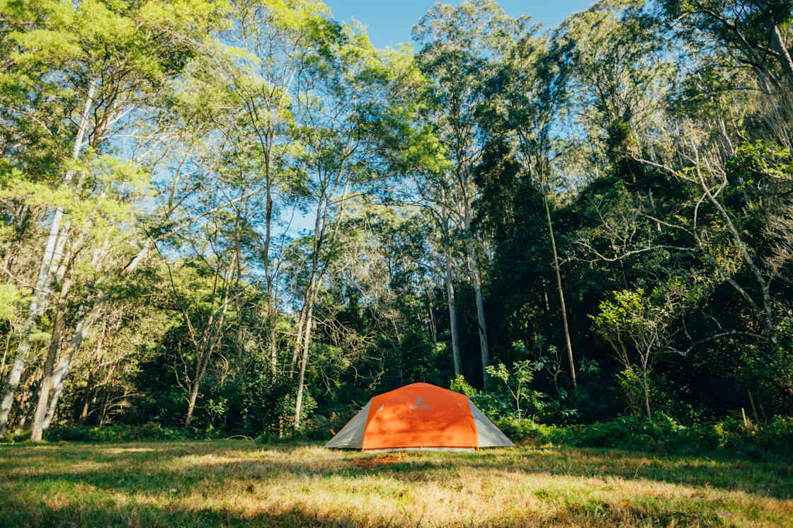 Camping among the beautiful gum trees
