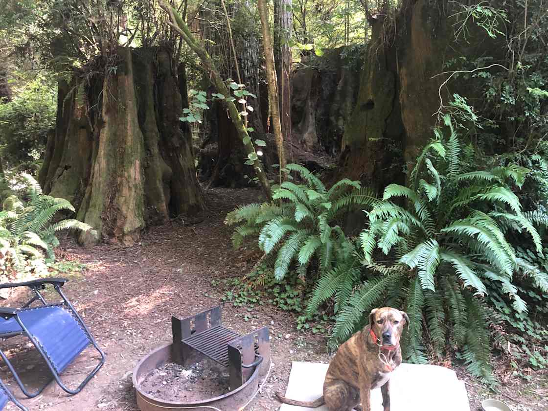 Ramblin' Redwoods Campground 