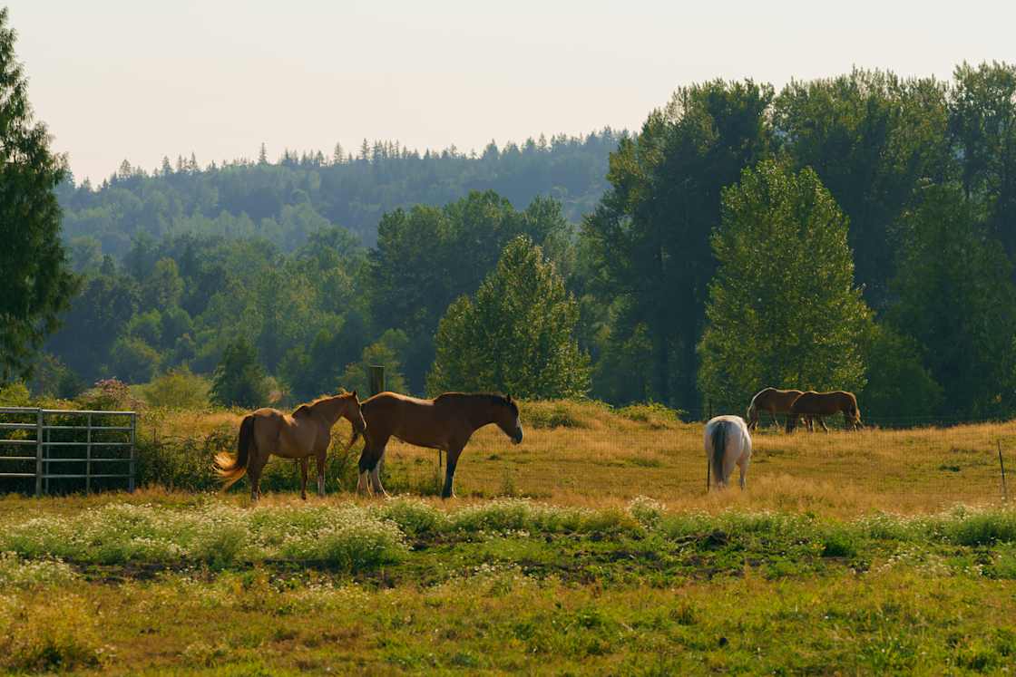 I could watch the horses forever!