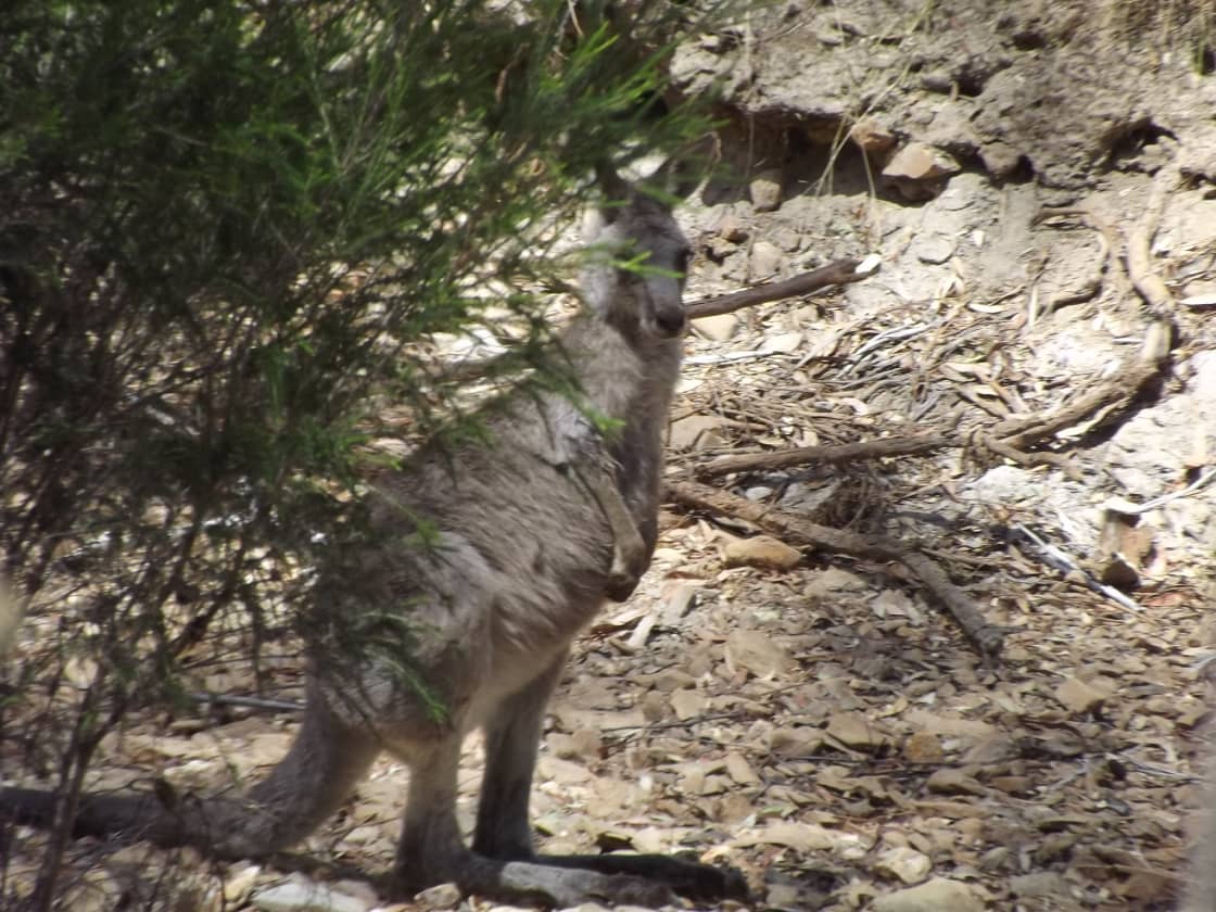 Young Eastern Grey Kangaroo