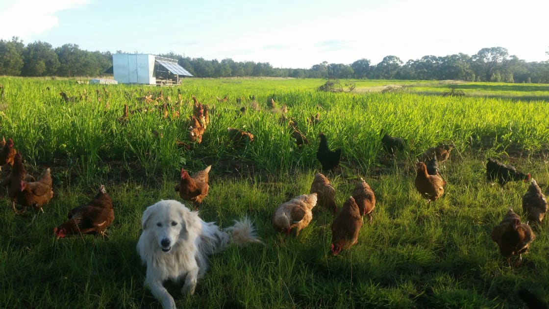 Happy hens on pasture!