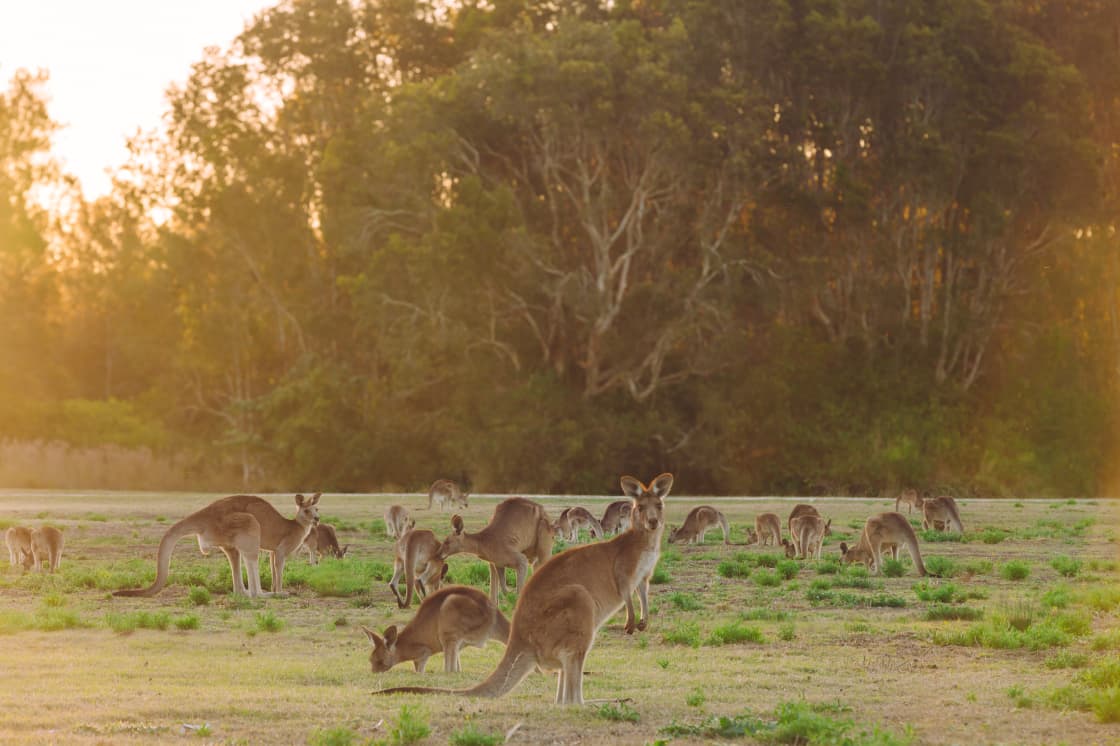 Afternoon views of kangaroos.