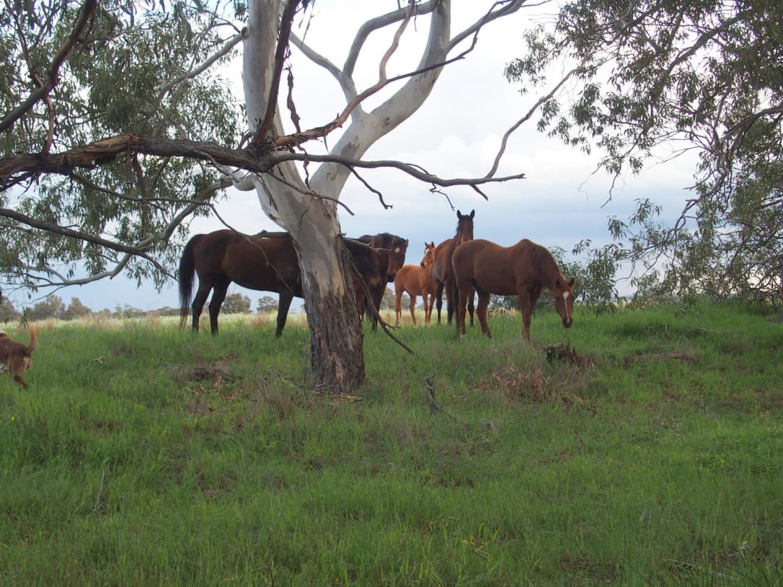 Thoroughbred horses grazing. 