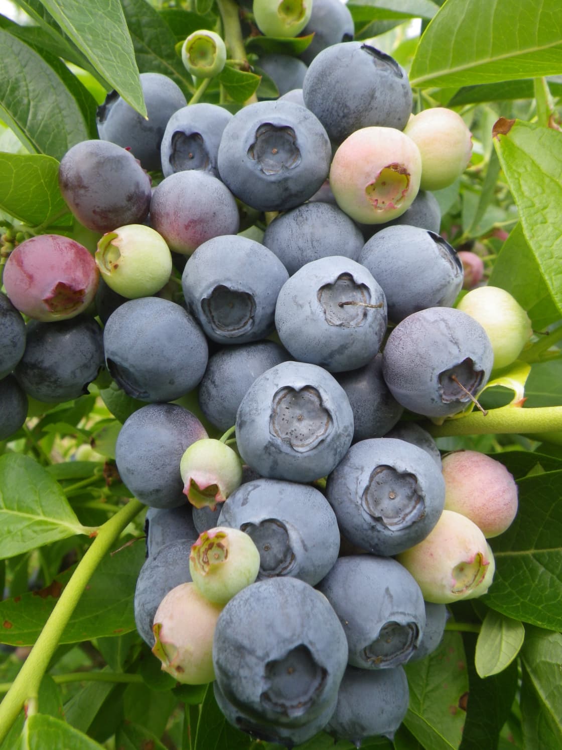 Awesome blueberries