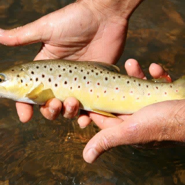 Releasing Brown trout