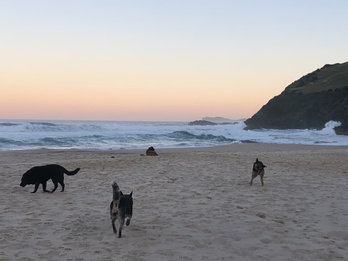 Dog friendly Blueys beach  