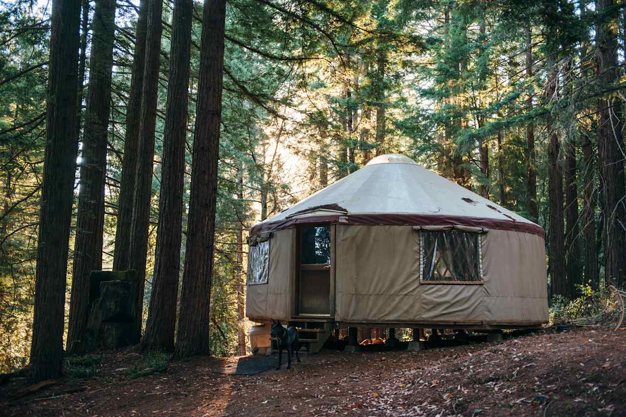 Discover the best yurt rentals in Oregon