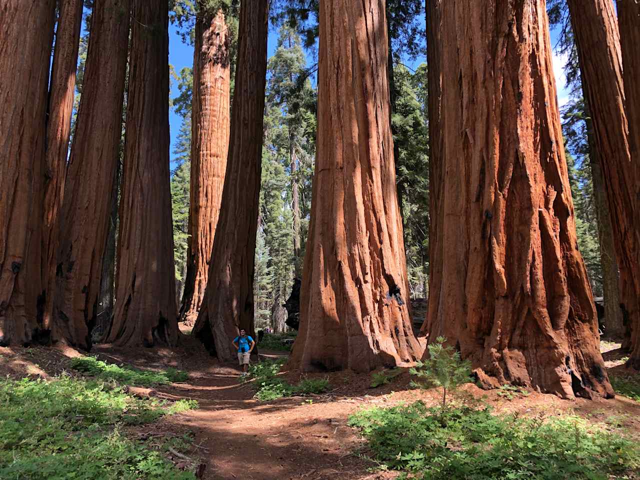 Sequoia