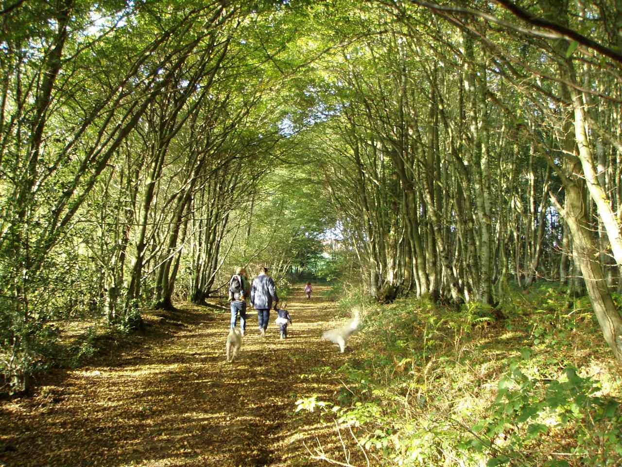 Secret, hidden camping gem, nestled sweetly in the Sussex Countryside