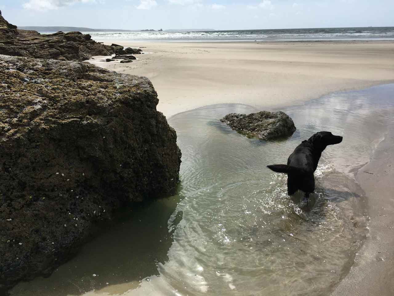 Dogs love beaches!