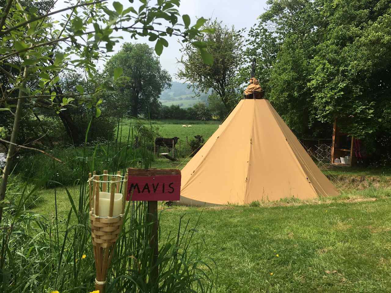 Tipi Mavis