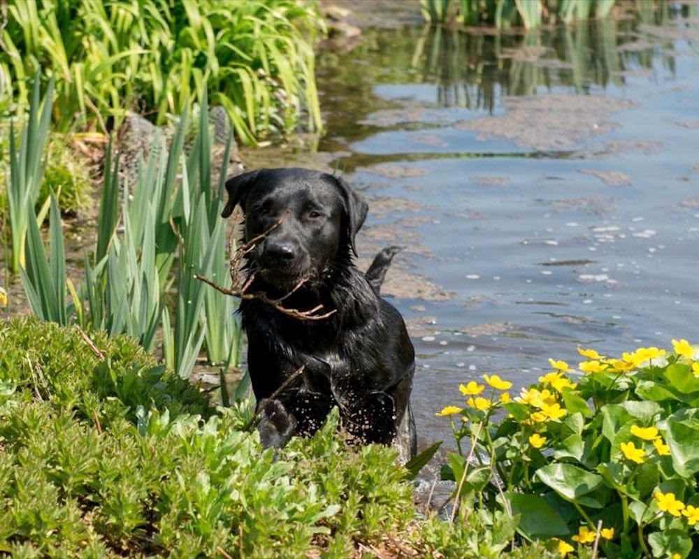 With a shimmering lake, green lawns and the lazy River Medway wandering through its grounds, Chafford Park lays claim to a quintessentially English setting.