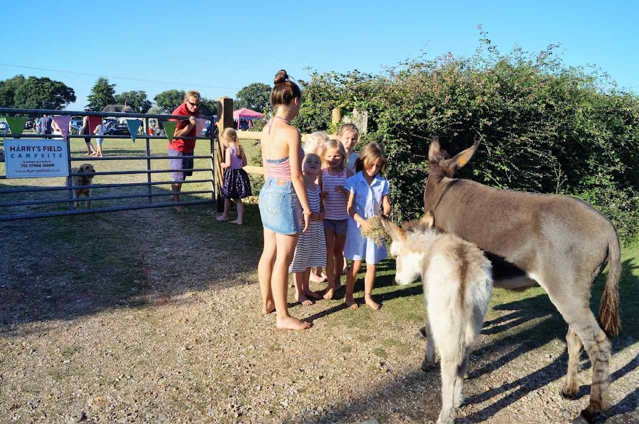 Family-friendly, traditional New Forest camping with a pub next door and footpaths leading directly from the gateway.