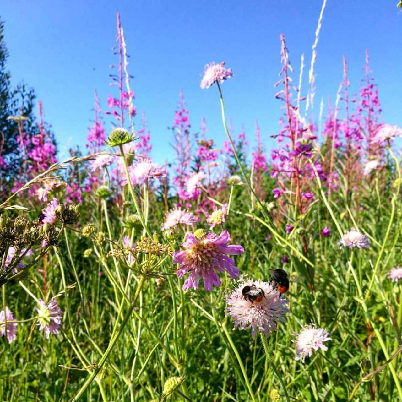 Wildflower orchard