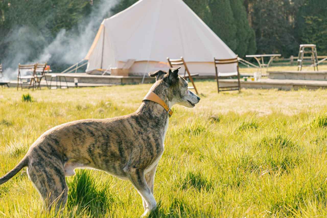 Dog-friendly camping