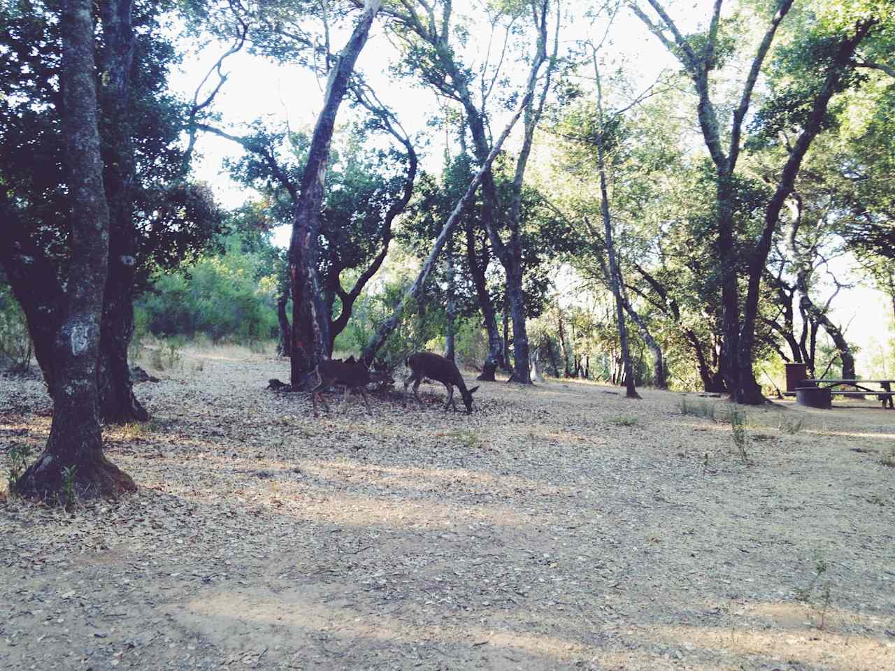 China Camp State Park