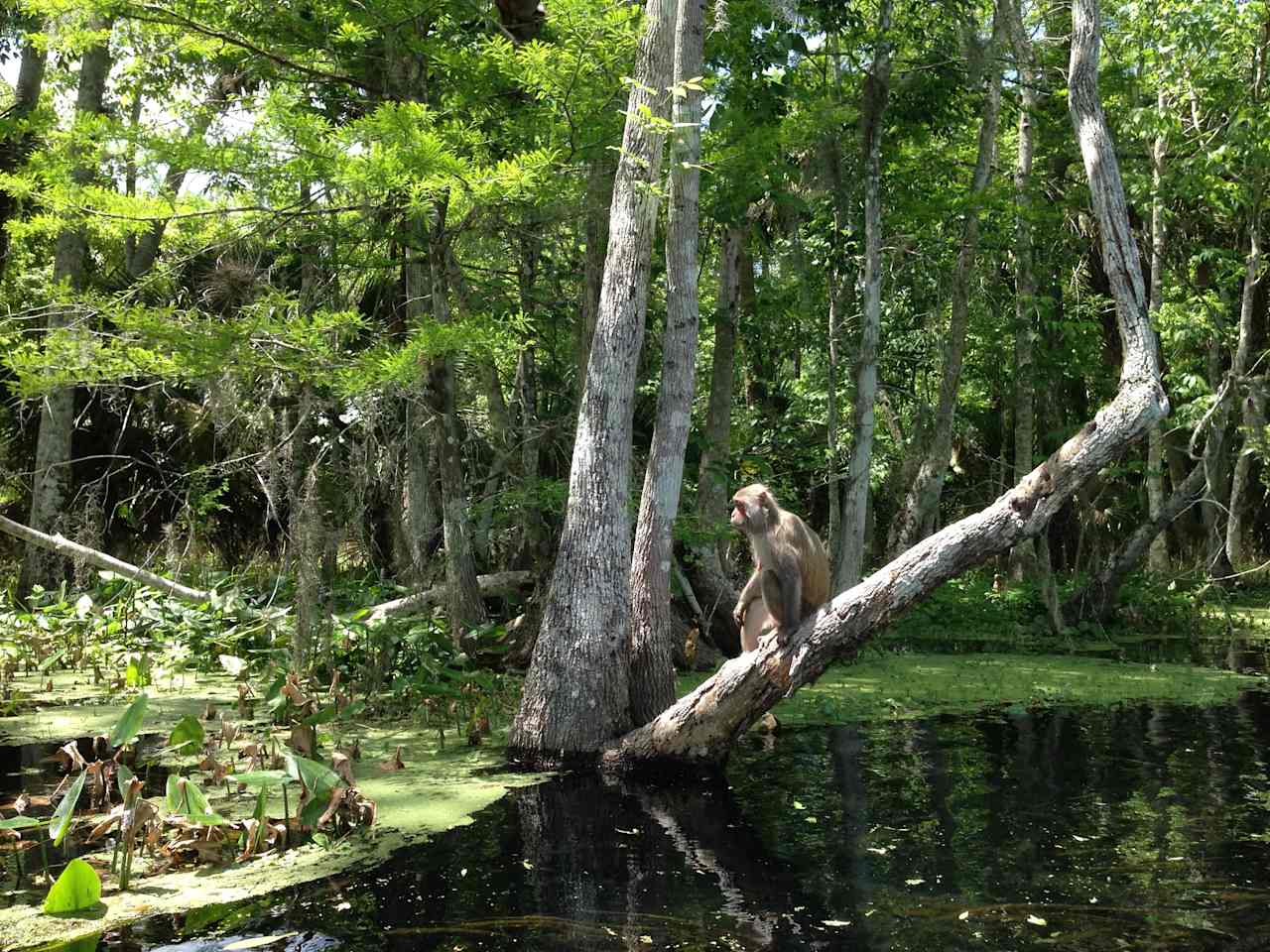 Silver Springs State Park