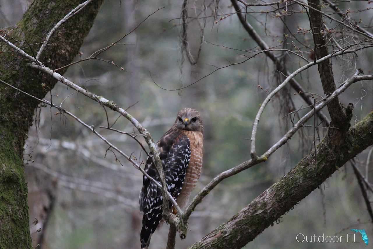 O'Leno State Park