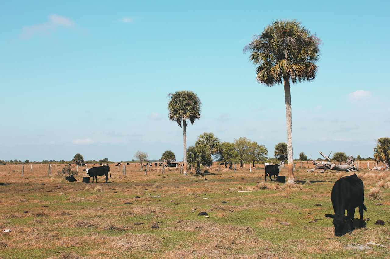 Kissimmee Prairie Preserve State Park