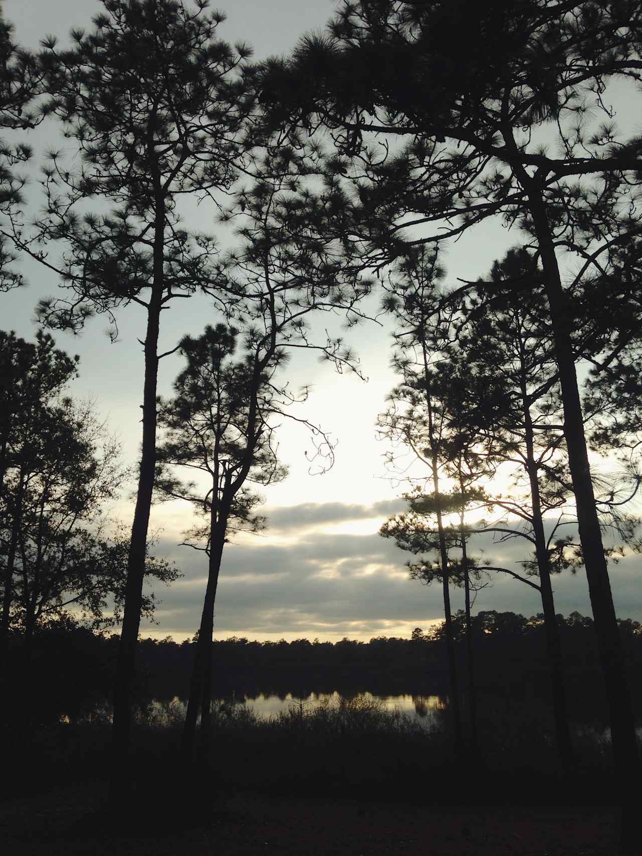 Apalachicola National Forest