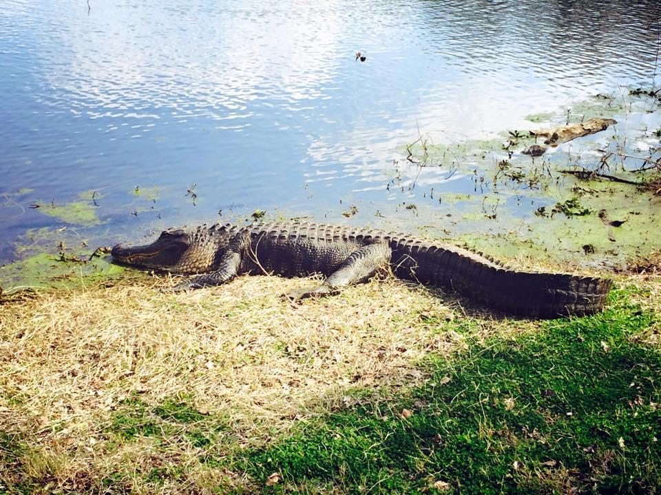 Working on his tan.