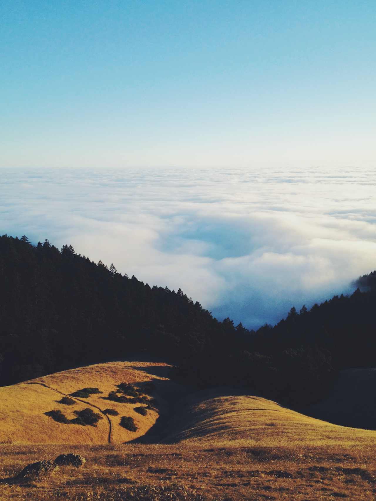 Above the fog atop Mt. Tamalpais!