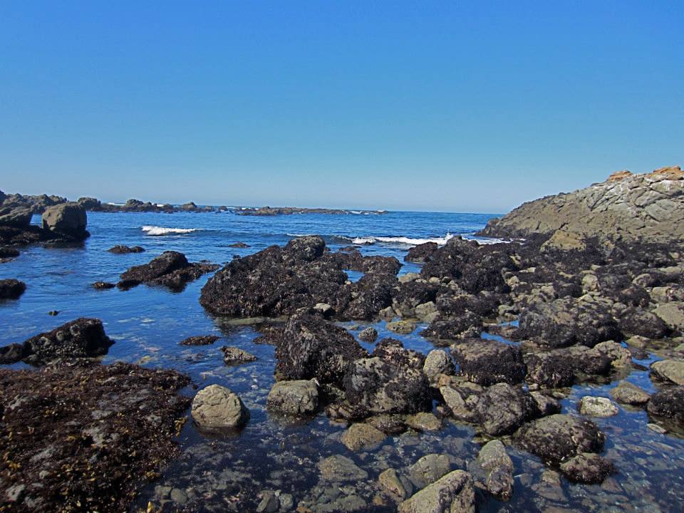 Tidepools! Very close to campground