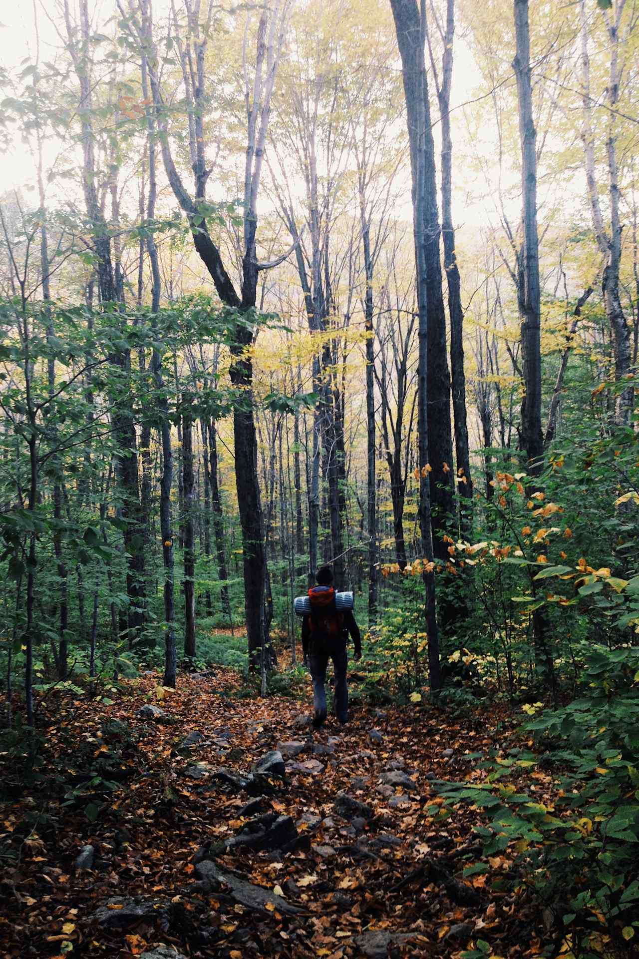 The descent from Slide Mountain during peak fall foliage