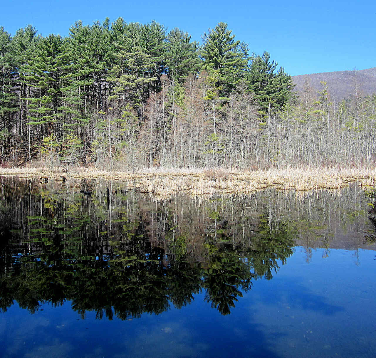 Spring in Lake Shaftsbury State Park