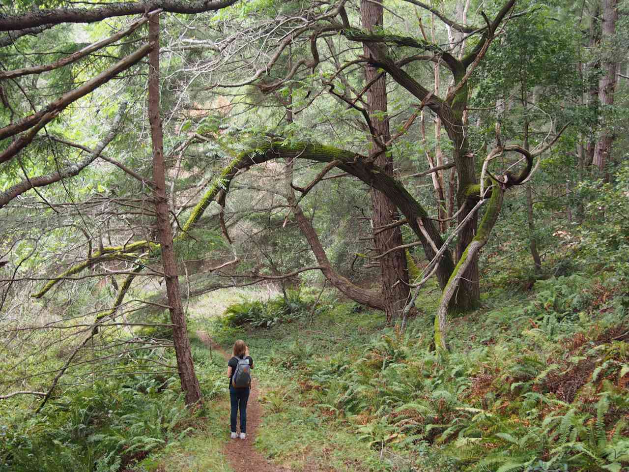 Trail Mavens hiking in Butano State Park.