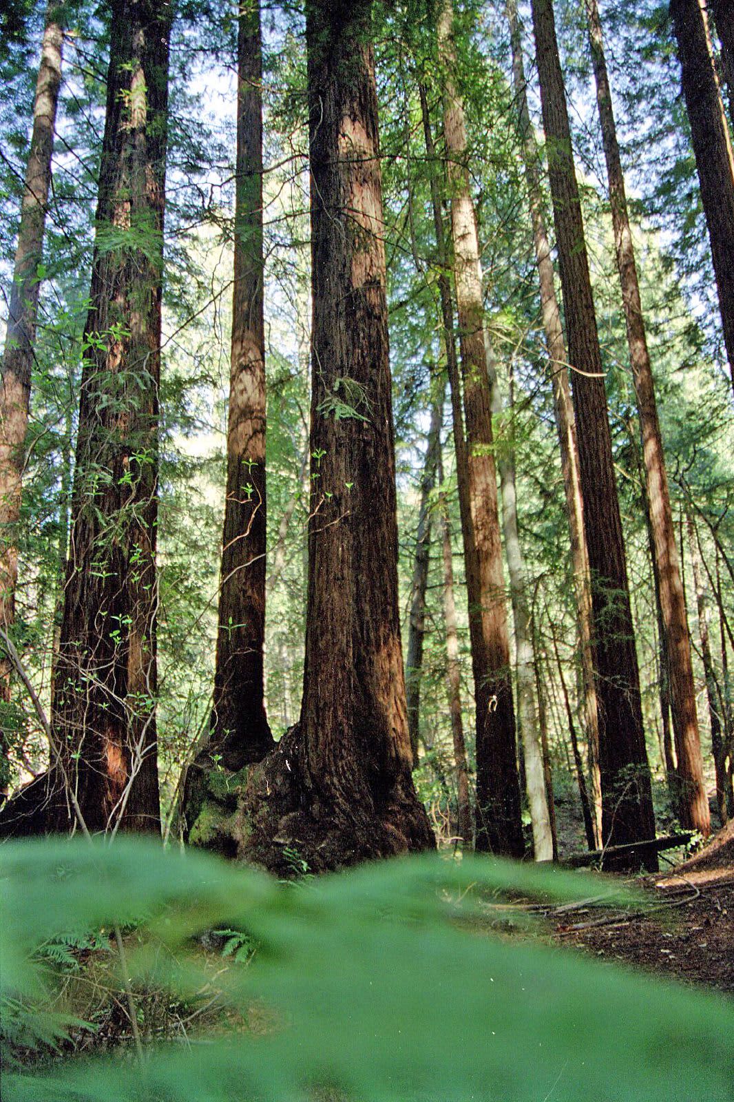 Bothe-Napa Valley State Park