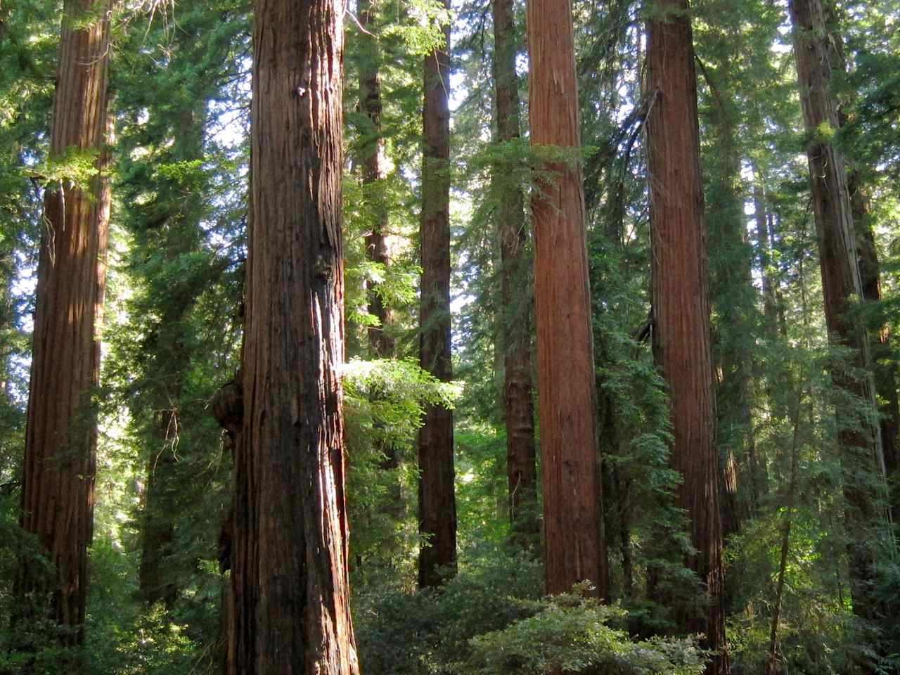 Richardson Grove State Park