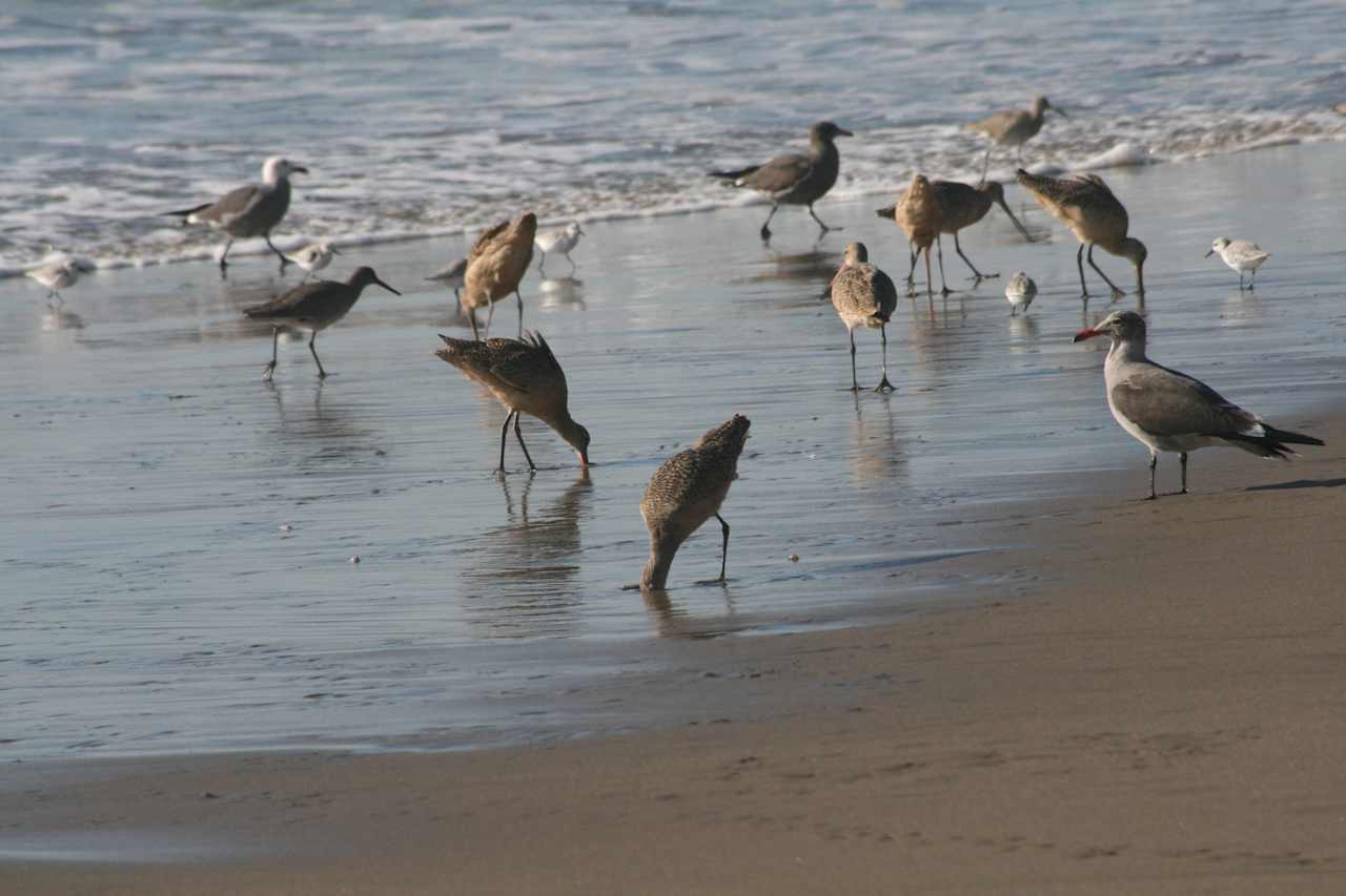 Manresa State Beach