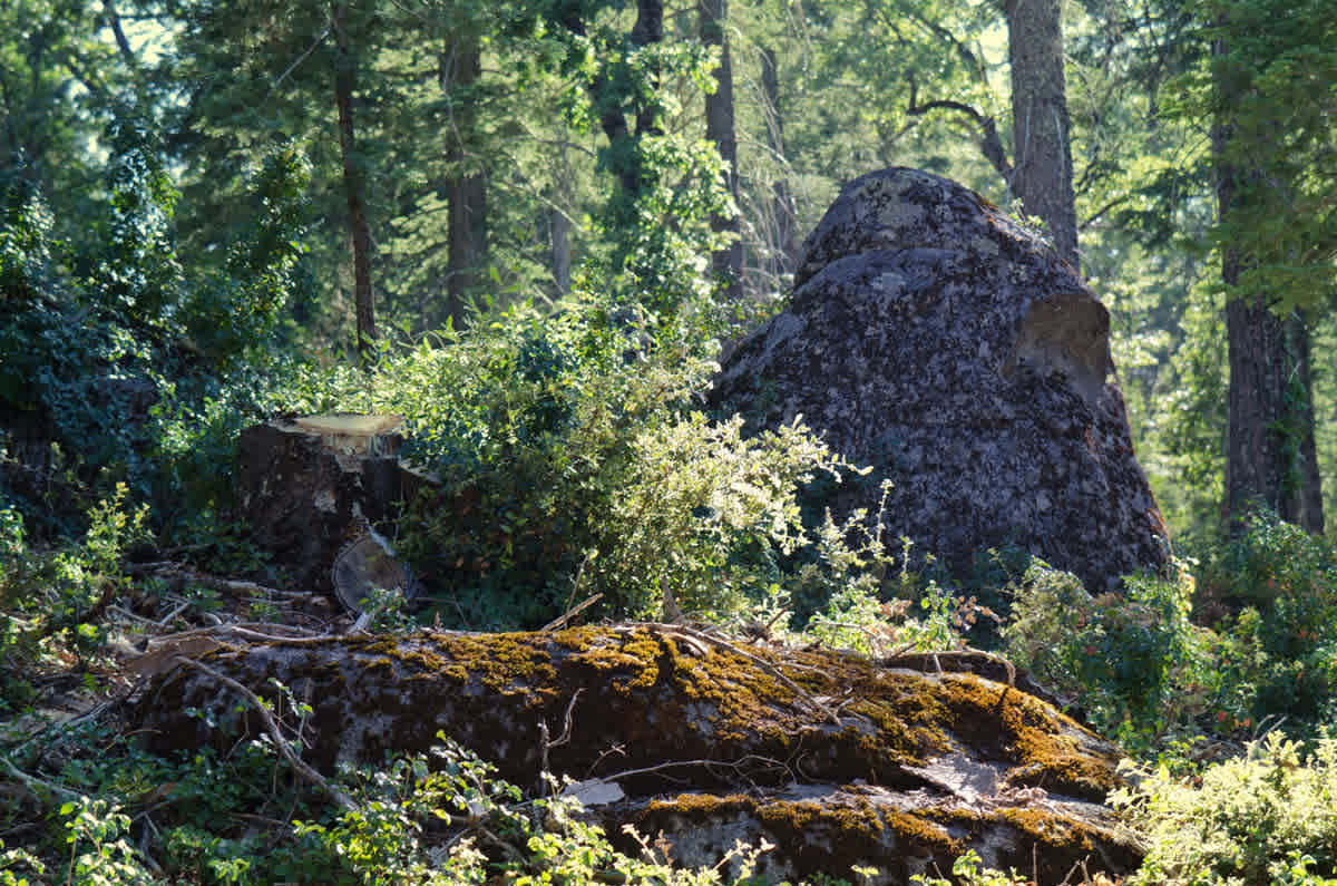 Palomar Mountain State Park