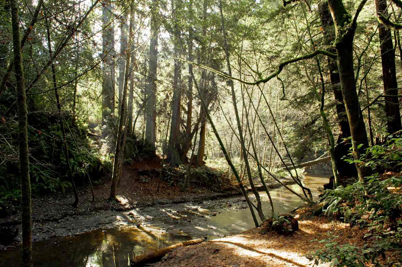 The Forest of Nisene Marks State Park