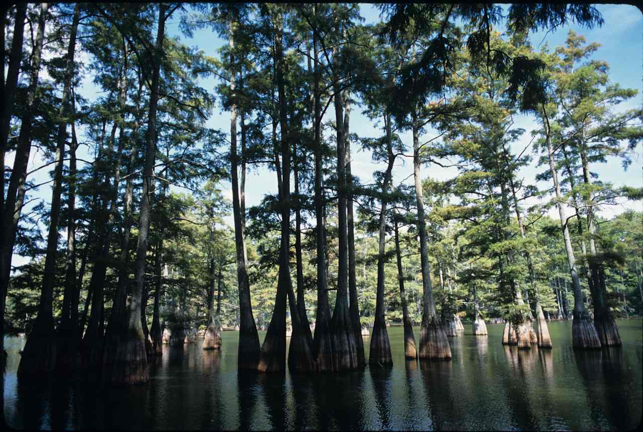 Big Thicket Backcountry