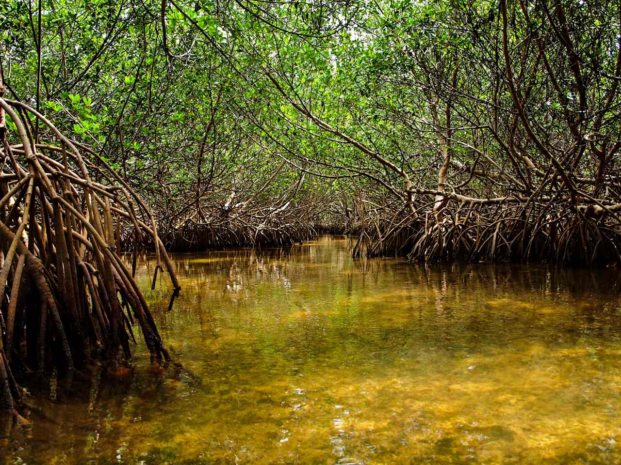 Curry Hammock State Park