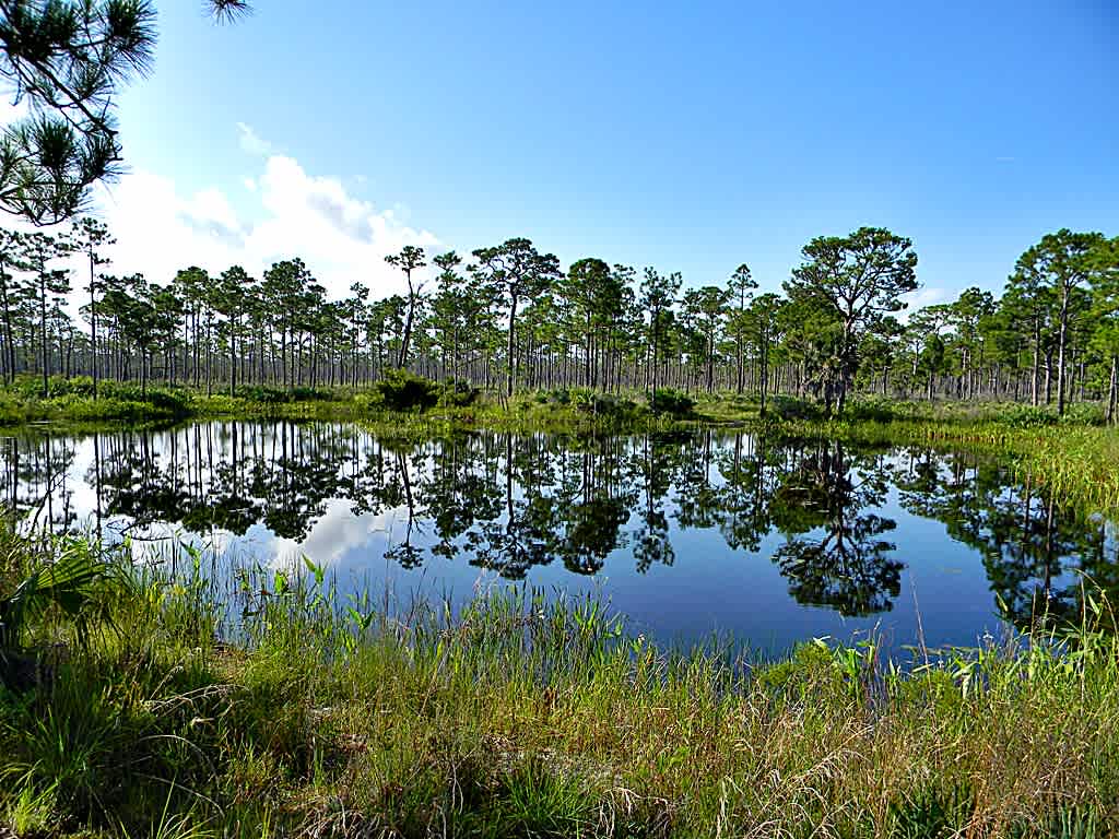 Pine Grove Campground