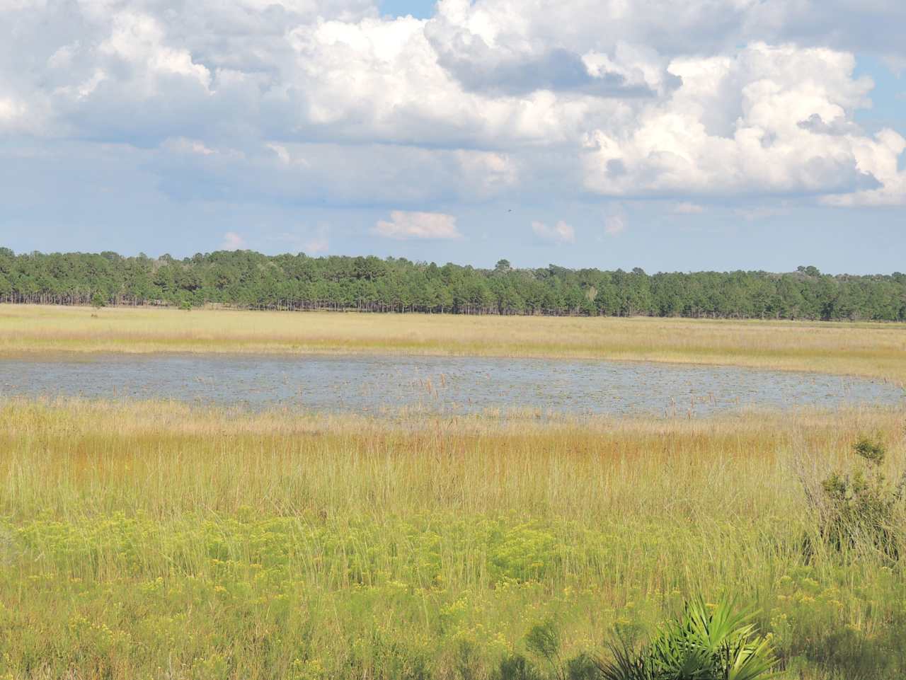 Mike Roess Gold Head Branch State Park