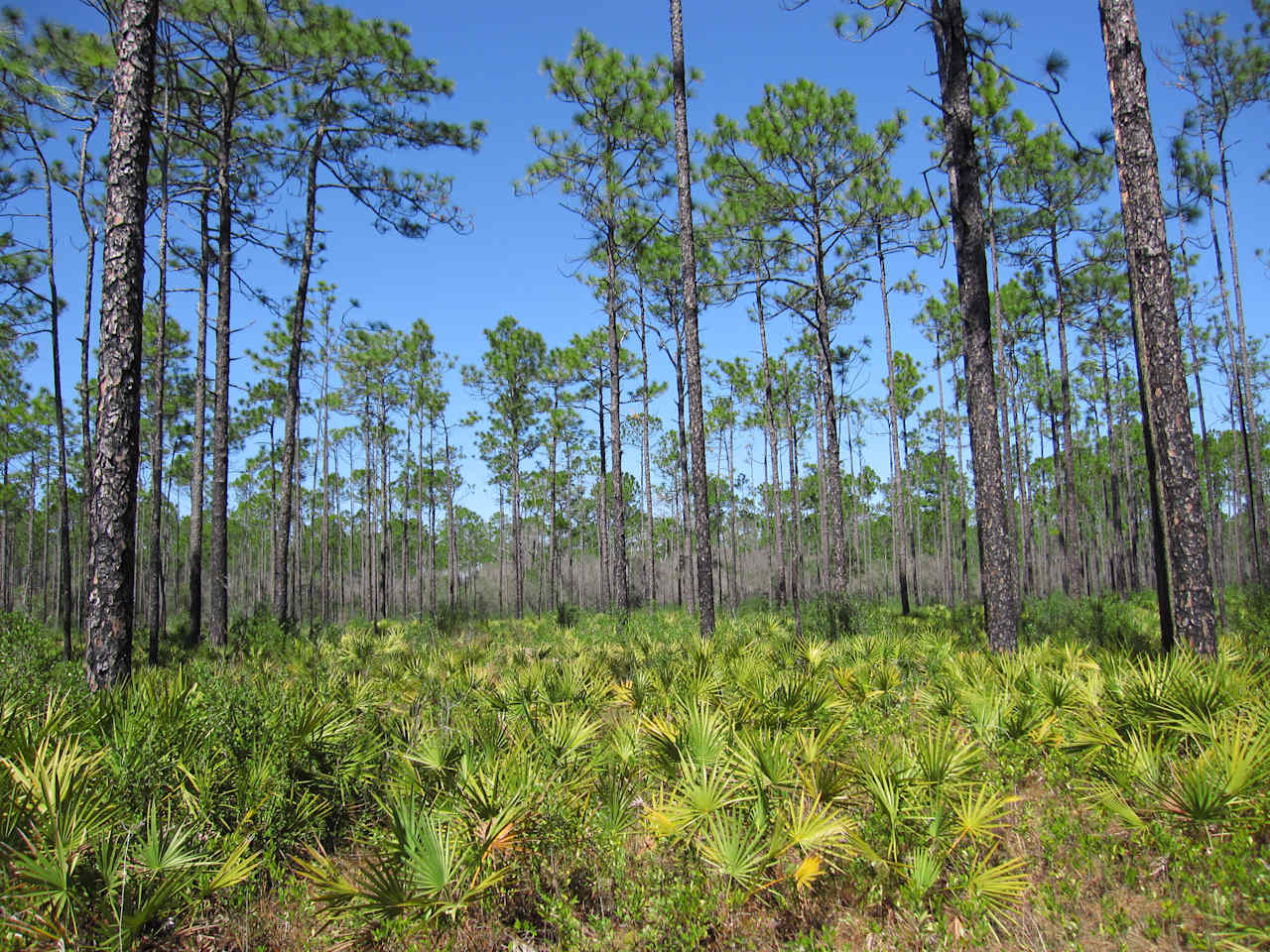 Twin Poles Hunt Primitive Campground