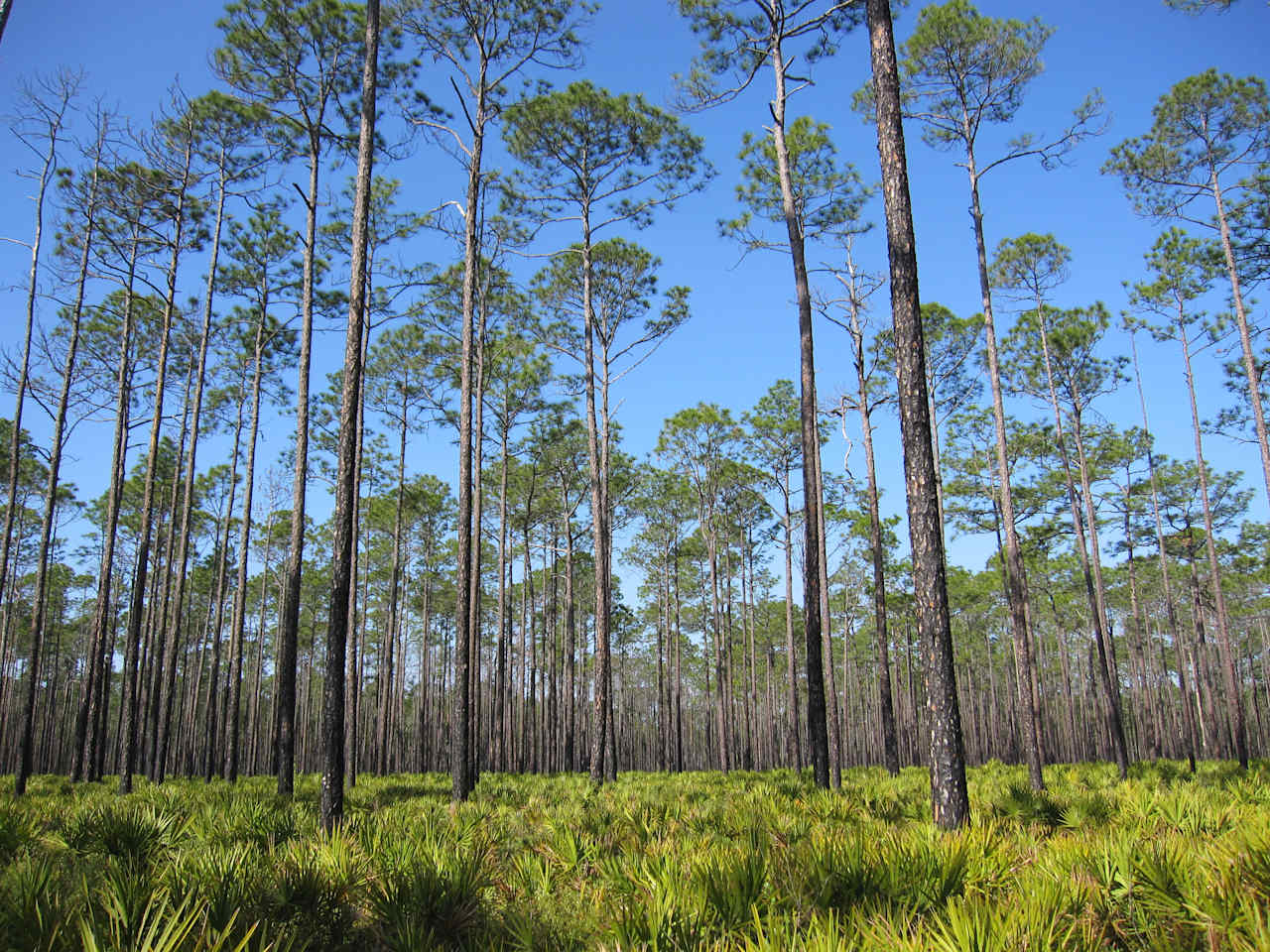 Osceola National Forest