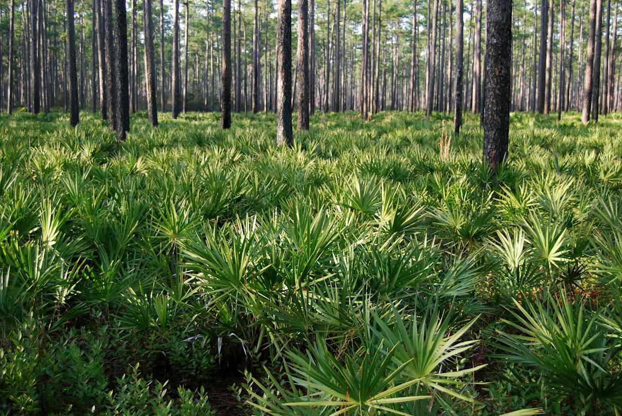 Hog Pen Landing Campground