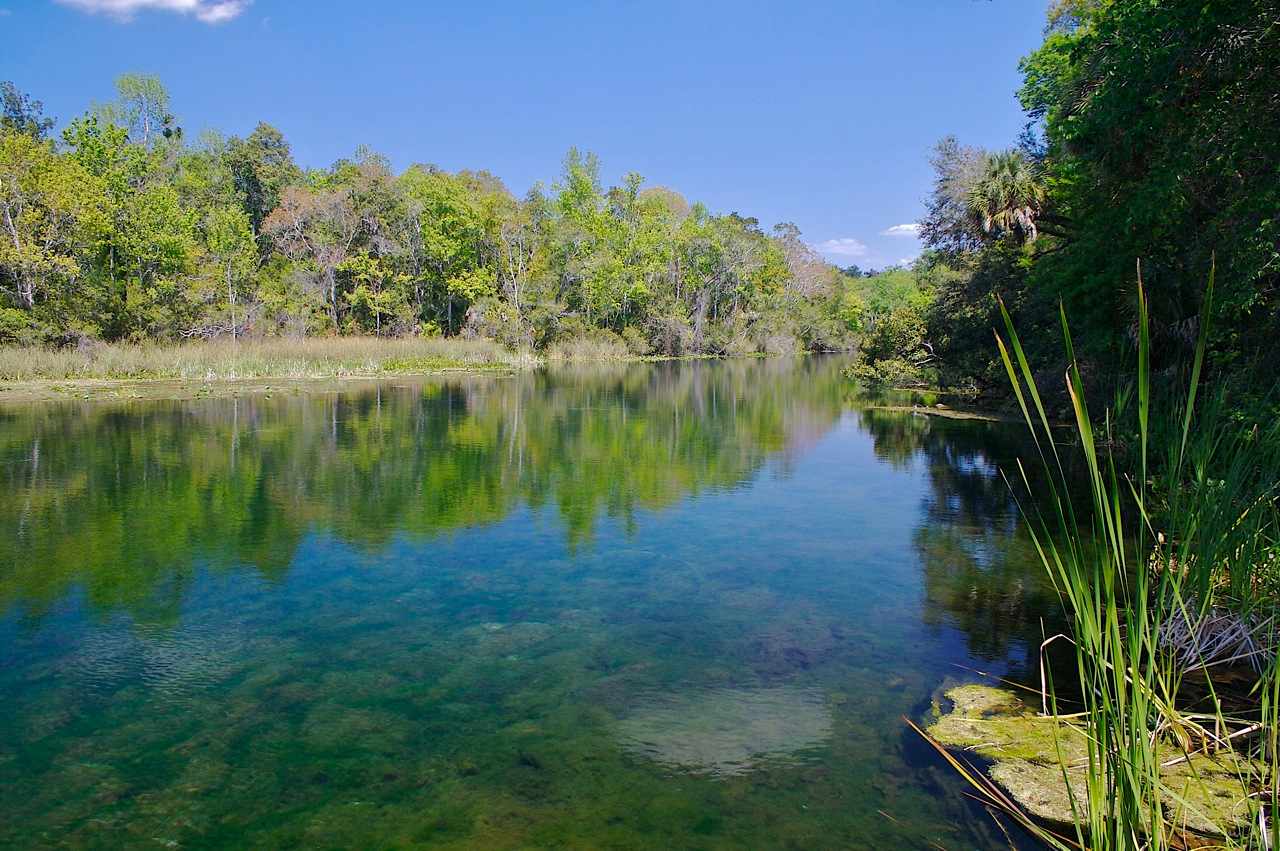 Ocala National Forest