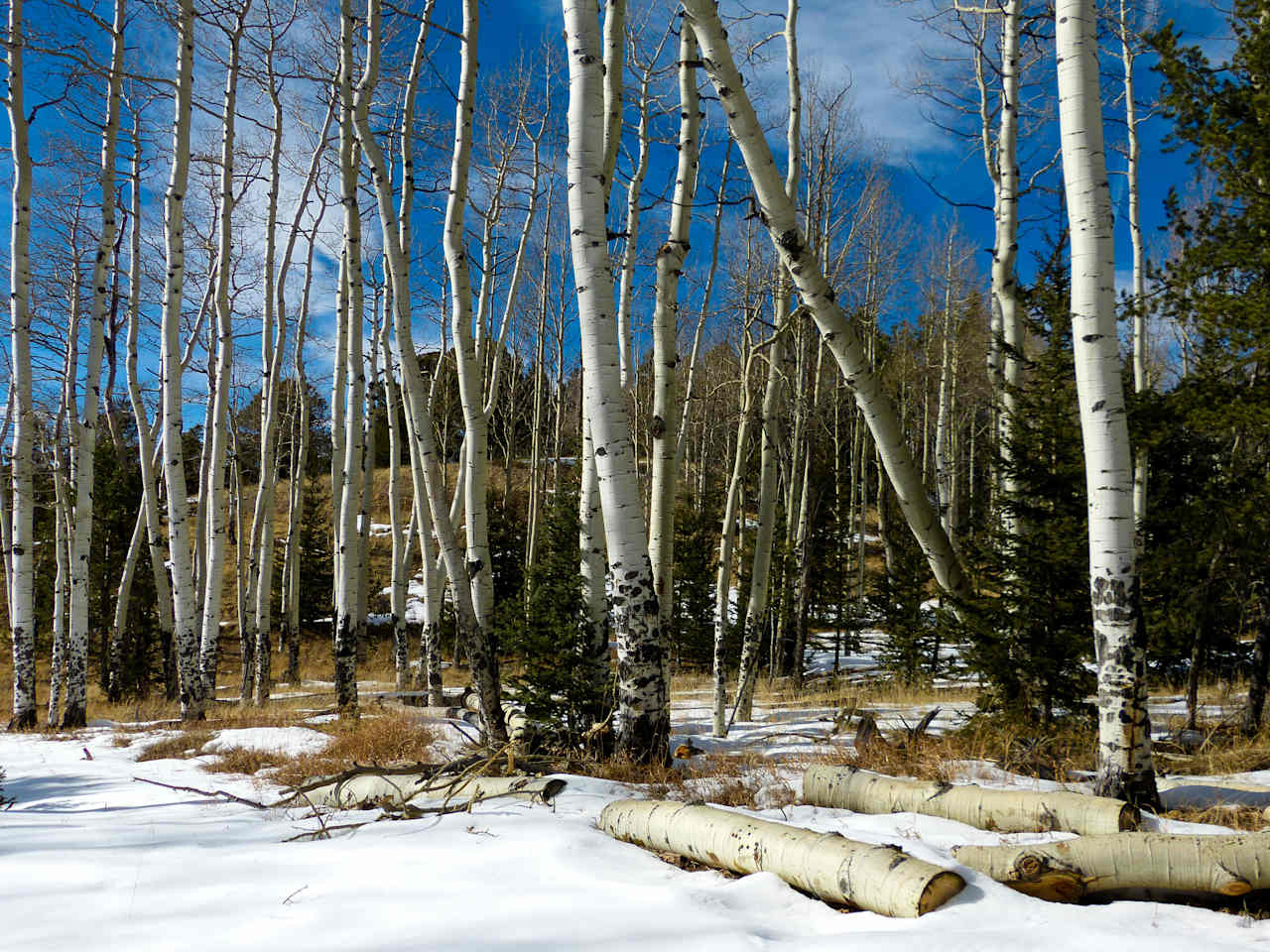 Mueller State Park