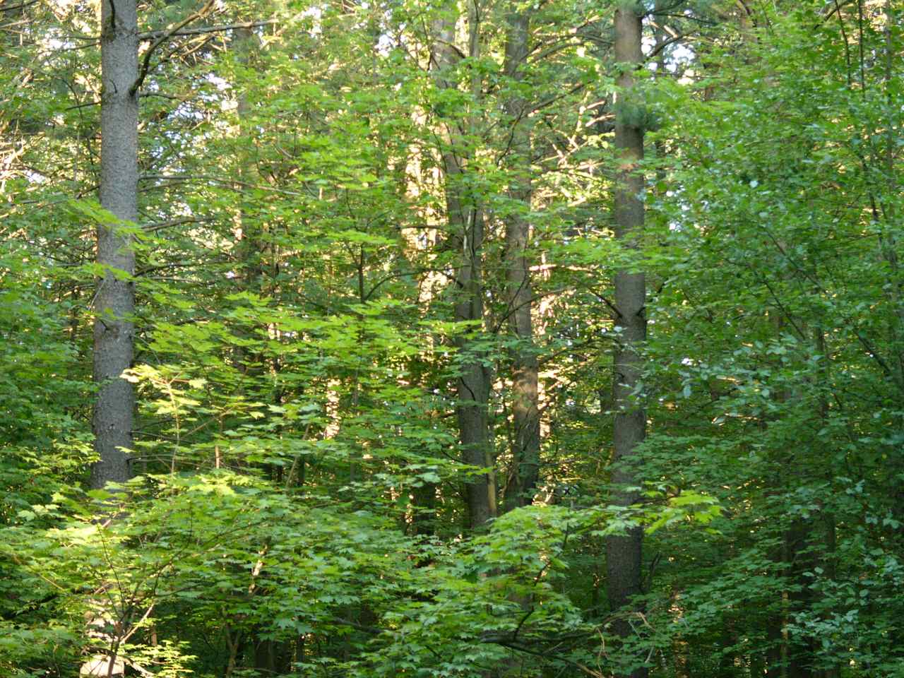 Bowman Lake State Park