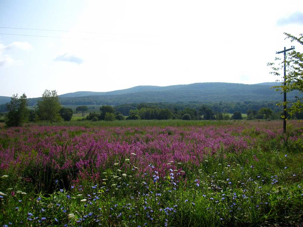 Taconic State Park